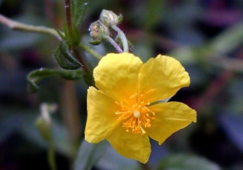 Bachblüte - Rock Rose